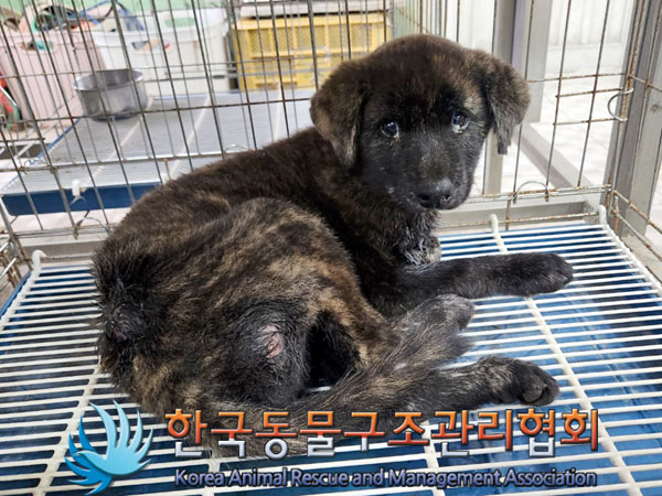 한국동물구조관리협회_441409202301475